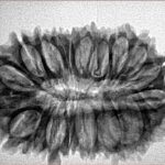 21 Mukhi Rudraksha 30.8mm 4.1gm - Inverse xray