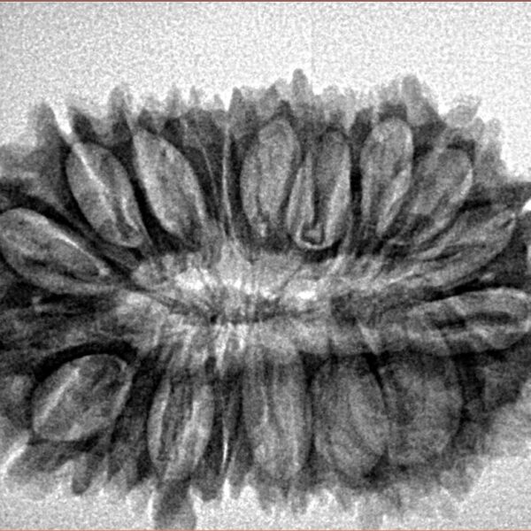 21 Mukhi Rudraksha 30.8mm 4.1gm - Inverse xray