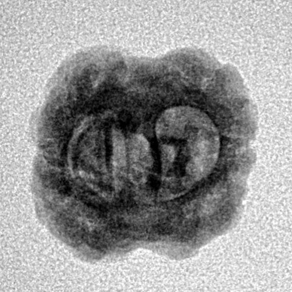 2 Mukhi Rudraksha 21.2mm 1.84gm - Origin: Nepal - Inverse xray