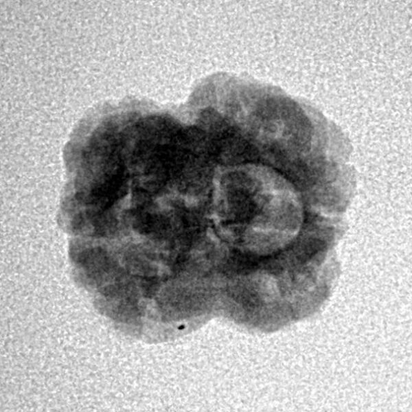 2 Mukhi Rudraksha 21.6mm 1.48gm - Inverse xray