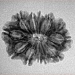 12 Mukhi Rudraksha 24.1mm 2.14gm - Inverse xray