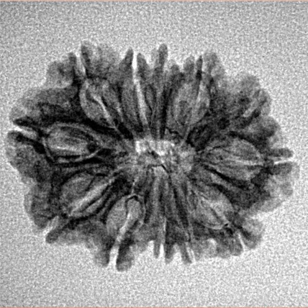 12 Mukhi Rudraksha 24.1mm 2.14gm - Inverse xray