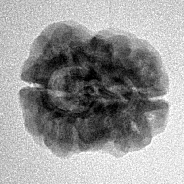 2 Mukhi Rudraksha 22.6mm 2.26gm - Inverse xray