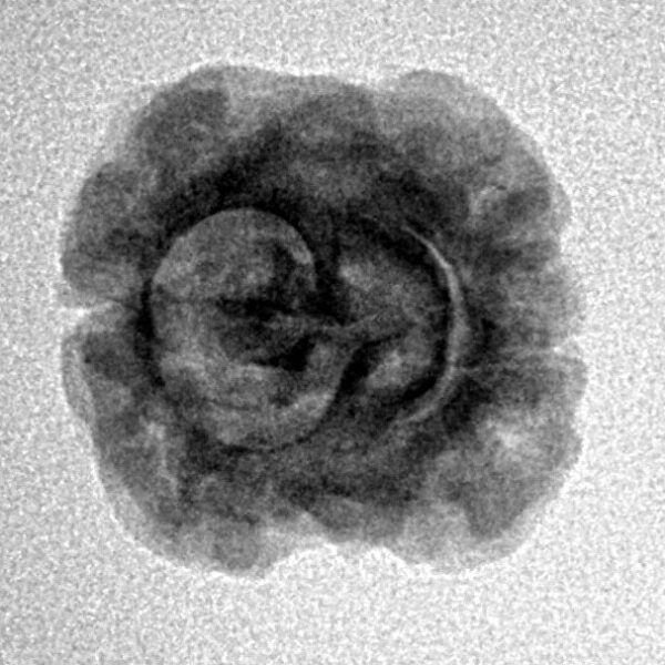 2 Mukhi Rudraksha 22.2mm 1.92gm - Inverse xray