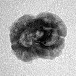 2 Mukhi Rudraksha 19.4mm 1.39gm - Inverse xray