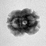 2 Mukhi Rudraksha 20.3mm 1.37gm - Inverse xray