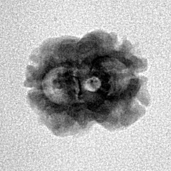 2 Mukhi Rudraksha 20.3mm 1.37gm - Inverse xray