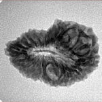 20 Mukhi Rudraksha 24mm 2.58gm - Inverse xray