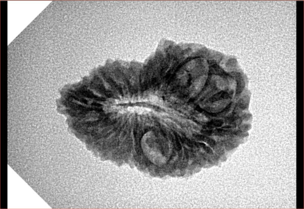 20 Mukhi Rudraksha 24mm 2.58gm - Inverse xray