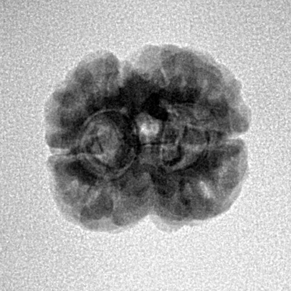 2 Mukhi Rudraksha 21.3mm 2.27gm - Inverse xray