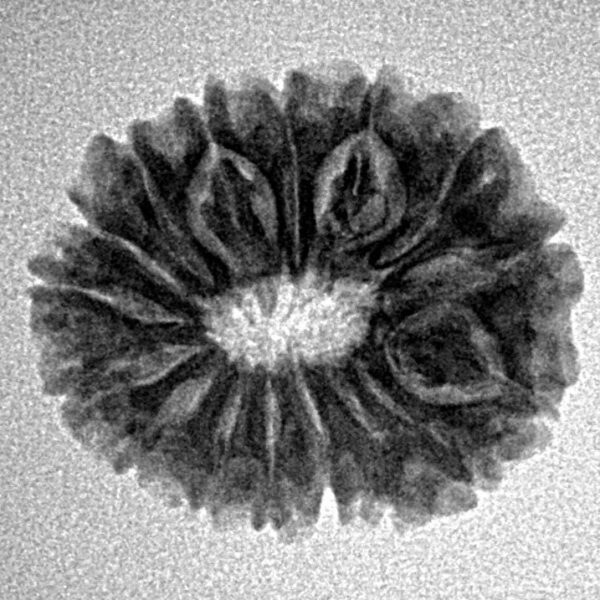 16 Mukhi Rudraksha 21.2mm 2.58gm - Inverse xray