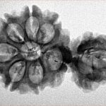 Sawar/Ganesh (7+1) 32.2mm 3.65gm - Inverse xray