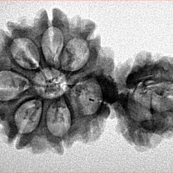 Sawar/Ganesh (7+1) 32.2mm 3.65gm - Inverse xray