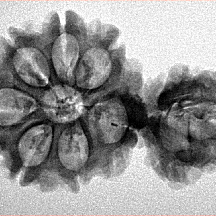 Sawar/Ganesh (7+1) 32.2mm 3.65gm - Inverse xray