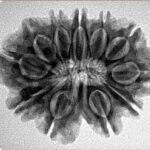 11 Mukhi Rudraksha 27.5mm 4.45gm - Inverse xray