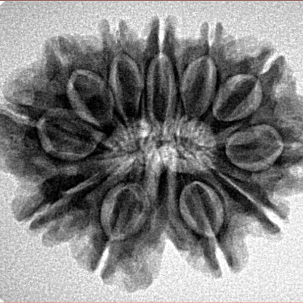 11 Mukhi Rudraksha 27.5mm 4.45gm - Inverse xray