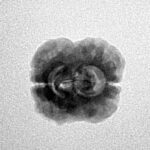 2 Mukhi Rudraksha 23.5mm 1.73gm - Inverse xray