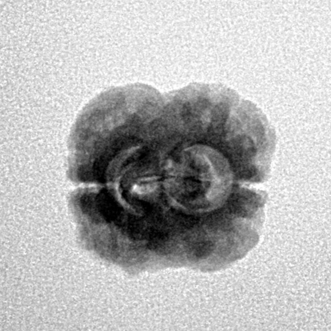 2 Mukhi Rudraksha 23.5mm 1.73gm - Inverse xray