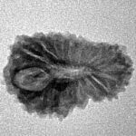 18 Mukhi Rudraksha 21mm 1.52gm - Inverse xray