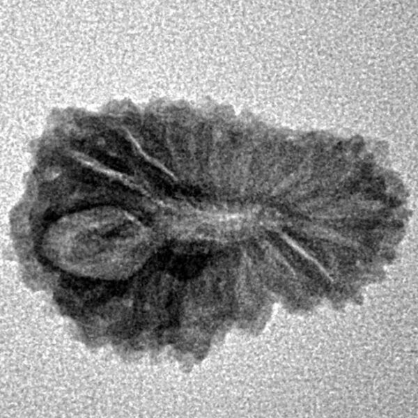 18 Mukhi Rudraksha 21mm 1.52gm - Inverse xray