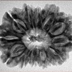 12 Mukhi Rudraksha 30.2mm 5.09gm - Inverse xray