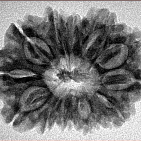 12 Mukhi Rudraksha 30.2mm 5.09gm - Inverse xray