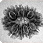 11 Mukhi Rudraksha 25.3mm 3.56gm - Inverse xray