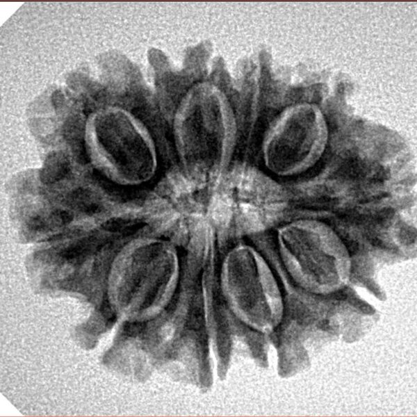 11 Mukhi Rudraksha 25.3mm 3.56gm - Inverse xray