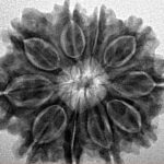 10 Mukhi Rudraksha 26.1mm 4.69gm - Inverse xray