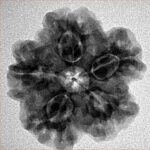 1MK(Underdeveloped) 23.9mm 4.55gm - Inverse xray