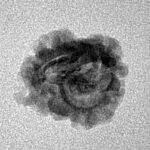 2 Mukhi Rudraksha 21.2mm 0.94gm - Inverse xray