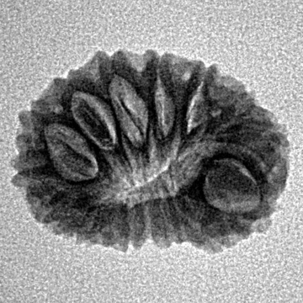 15 Mukhi Rudraksha 19.8mm 1.64gm - Inverse xray