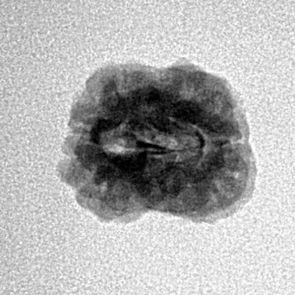 2 Mukhi Rudraksha 19mm 1.26gm - Inverse xray