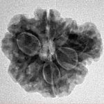 Sawar/Ganesh (6+1) 22.8mm 3.25gm - Inverse xray