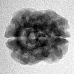 2 Mukhi Rudraksha 24.2mm 2.21gm - Inverse xray