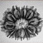 12 Mukhi Rudraksha 25.6mm 3.1gm - Inverse xray