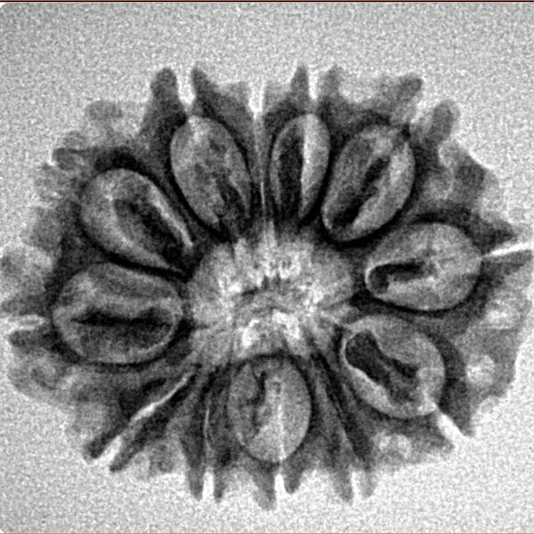 12 Mukhi Rudraksha 25.6mm 3.1gm - Inverse xray