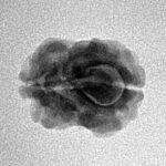 2 Mukhi Rudraksha 15.8mm 1.25gm - Inverse xray