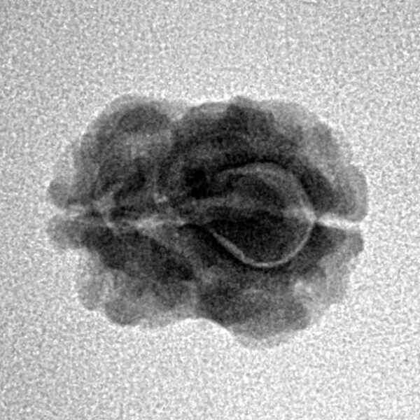 2 Mukhi Rudraksha 15.8mm 1.25gm - Inverse xray