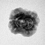 2 Mukhi Rudraksha 21.6mm 1.49gm - Inverse xray