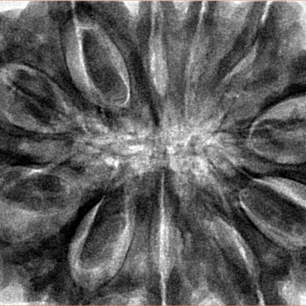 11 Mukhi Rudraksha 38.7mm 12.75gm - Inverse xray