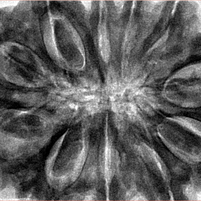 11 Mukhi Rudraksha 38.7mm 12.75gm - Inverse xray