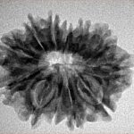 12 Mukhi Rudraksha 26.2mm 3.64gm - Inverse xray