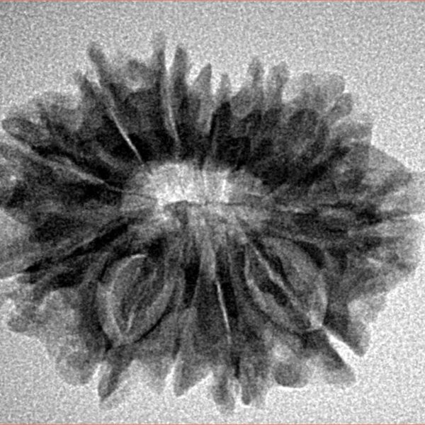 12 Mukhi Rudraksha 26.2mm 3.64gm - Inverse xray