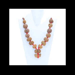 1 to 14 Mukhi Rudraksha Mala ( Siddha Mala ) - Certificate: DCL/2026/B/0032 - Mala Image