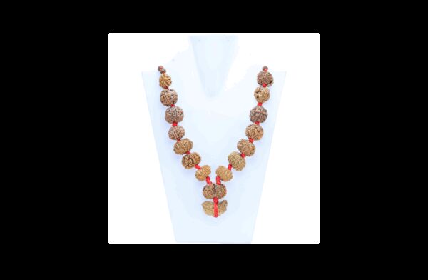 1 to 14 Mukhi Rudraksha Mala ( Siddha Mala ) - Certificate: DCL/2026/B/0032 - Mala Image
