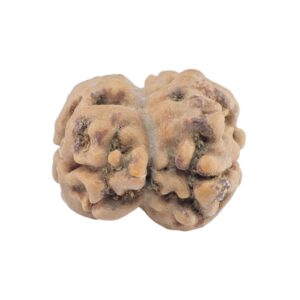 2 Mukhi Rudraksha 22.4mm 1.89gm - Rudraksha back