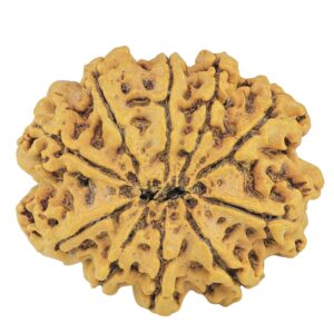 10 Mukhi Rudraksha 28.2mm 4.18gm - Rudraksha back