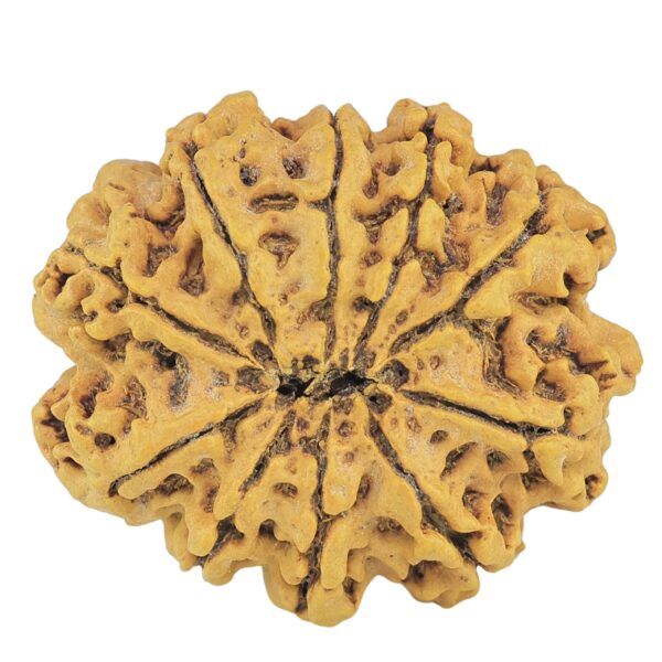 10 Mukhi Rudraksha 28.2mm 4.18gm - Rudraksha back