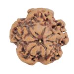 1MK(Underdeveloped) 22mm 3.75gm - Rudraksha back